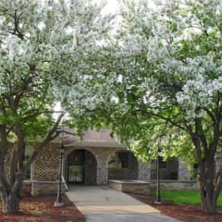 A serene view of a blooming landscape featuring flowering trees framing a pathway to a stone building.