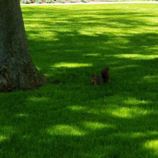 A peaceful scene featuring vibrant green grass and the shadow of a tree.