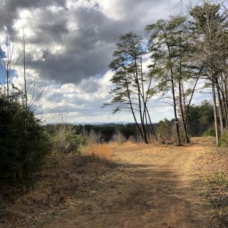 A serene dirt path winding through a forest, surrounded by tall pine trees under a cloudy sky.