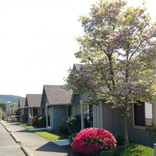 A quiet suburban street lined with houses, trees, and flowering plants.