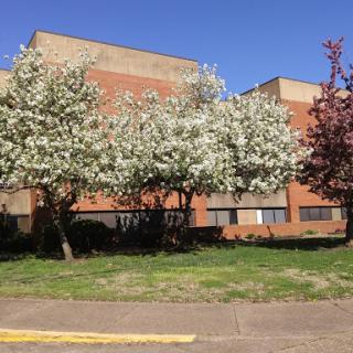 A view of a brick building surrounded by flowering trees under a clear blue sky.