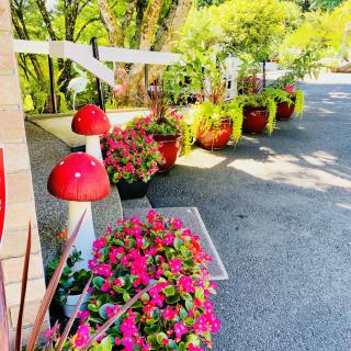 A vibrant garden pathway adorned with colorful flowers and charming mushroom decorations.