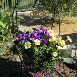 A vibrant arrangement of purple and yellow petunias greets visitors with a welcome sign in a garden.