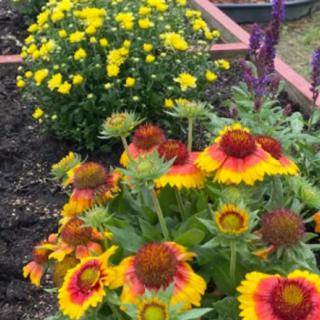 A vibrant garden with colorful flowers in bloom, showcasing yellow and red blossoms surrounded by lush greenery.