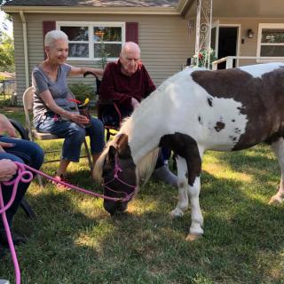 Elderly individuals sitting outdoors with a pony in a yard.