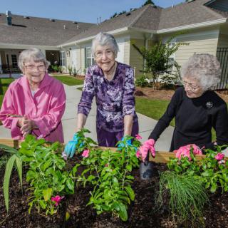 Three senior women enjoying gardening together outdoors.