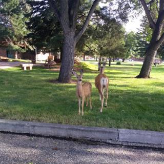Two deer grazing in a park surrounded by trees.