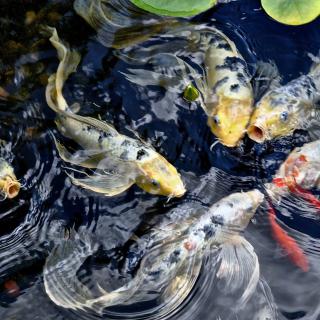 Colorful koi fish swimming in a pond.