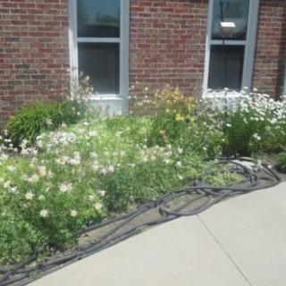 A flower garden in front of a brick building with windows and a sidewalk alongside.