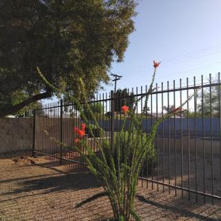 A beautiful flowering plant stands against a backdrop of a fence and clear blue sky.