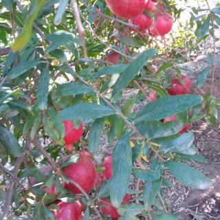 A pomegranate tree with ripe red fruits and green leaves.
