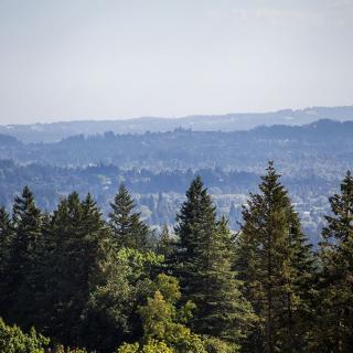 A scenic view of a lush forest with rolling hills in the background.