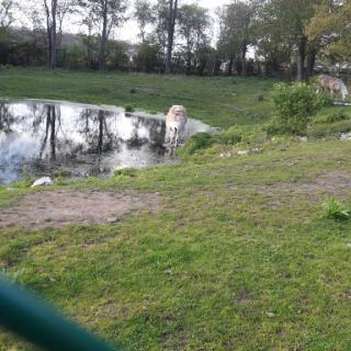A cow stands near a tranquil pond, surrounded by green grass and trees.