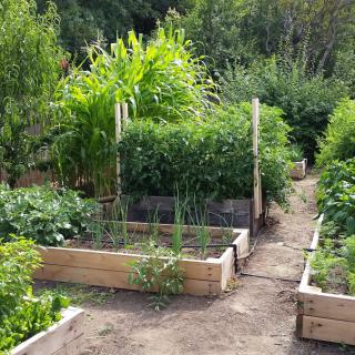A flourishing vegetable garden with raised beds and lush green plants.
