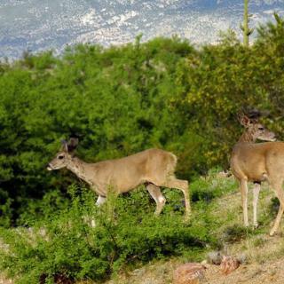 Two deer walking through a lush, green landscape.