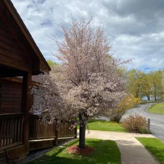 A blossoming tree in front of a wooden house on a cloudy spring day.
