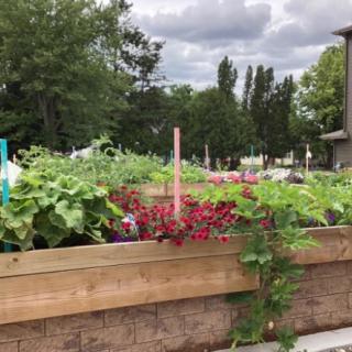 A thriving urban garden with a variety of plants and flowers in a raised bed.
