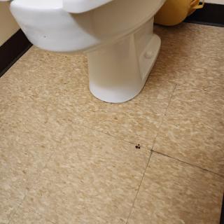 A view of a toilet with linoleum flooring in a bathroom.