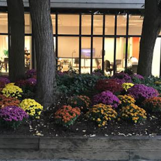 A vibrant display of flowers in a garden area near a modern building.