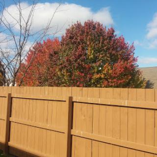 A colorful autumn tree stands behind a wooden fence under a partly cloudy blue sky.