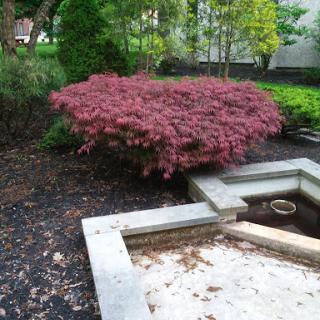A beautifully landscaped garden featuring a vibrant red shrub next to a stone pathway and fountain.