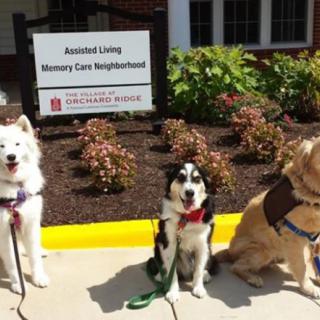Three therapy dogs sitting outside an Assisted Living Memory Care Neighborhood.
