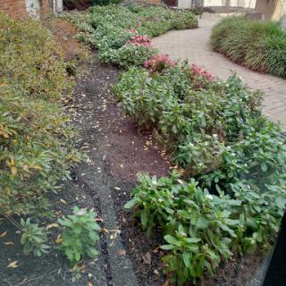 A picturesque garden featuring a variety of plants and flowers lining a winding pathway.