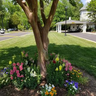 A vibrant garden scene featuring a tree surrounded by colorful flowers.