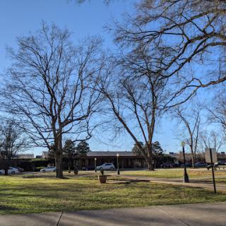 A serene view of a park with bare trees and a clear blue sky.