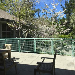 A sunny patio with outdoor furniture and blossoming cherry trees.