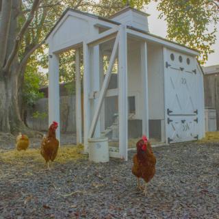 Chickens roam outside a white chicken coop on a farm.