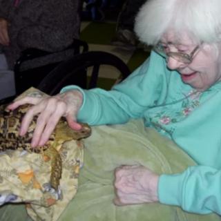 An elderly person petting a toad indoors.