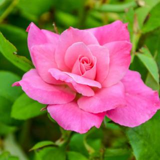 A vibrant pink rose in full bloom amidst lush green leaves.