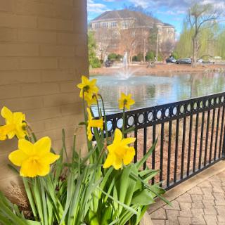 Bright yellow daffodils in bloom by a serene pond.