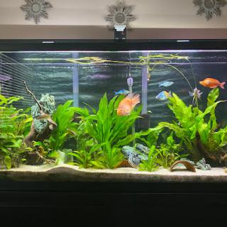 A vibrant aquarium filled with various aquatic plants and colorful fish.