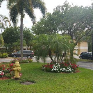 A suburban neighborhood with lush greenery, palm trees, and parked cars.