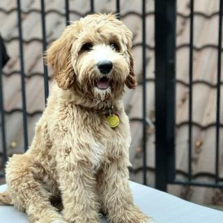 A fluffy dog sitting outside with a happy expression.