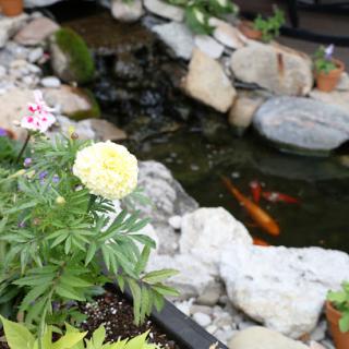 A serene garden scene featuring colorful flowers and koi swimming in a tranquil pond.