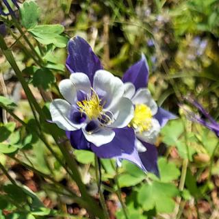 A vibrant flower showcasing a beautiful blend of purple and white petals in a natural setting.