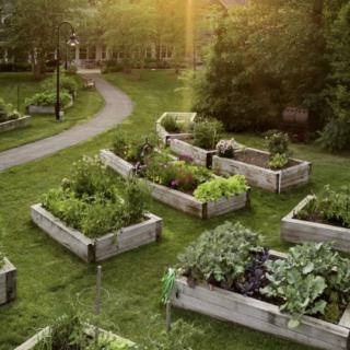 A serene community garden with raised beds basking in evening sunlight.