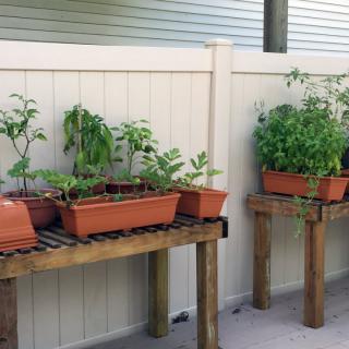 Raised planters with various plants against a white fence on a patio.