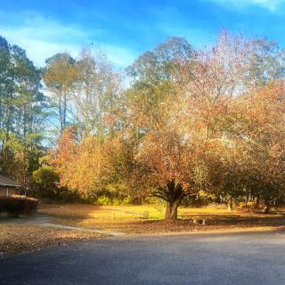 A serene autumn scene featuring colorful trees and a quiet bend in the road.
