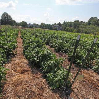 A sprawling agricultural field with rows of plants growing under the sun.