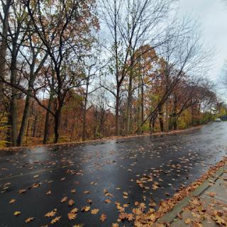 A serene road surrounded by trees in their autumn glory, with leaves scattered on a rain-washed surface.
