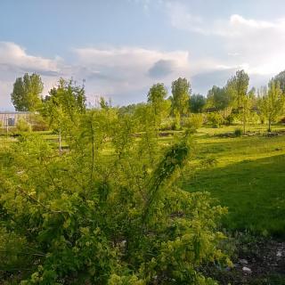 A serene landscape filled with lush greenery and trees under a partly cloudy sky.