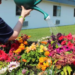 A person watering a vibrant garden filled with colorful flowers.
