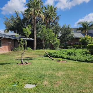 A sunny garden view featuring lush greenery and palm trees.