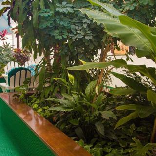 A lush garden corner filled with various tropical plants and greenery.