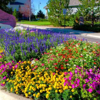 A vibrant display of colorful flowers in a well-maintained garden.