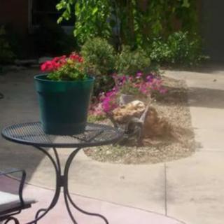 A patio area with a metal table and a potted plant, surrounded by flowering plants in a garden.